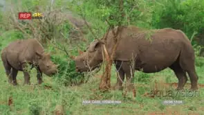 Black rhino mother and calf grazing in green bush GOOD LIGHT