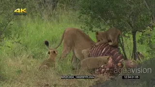 African lioness feeding on a carcass with the lion cubs GOOD LIGHT