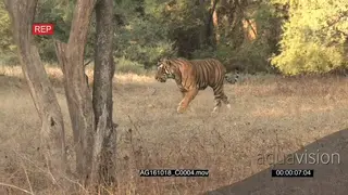 Bengal Tiger walking around SEMI-DRY GENERAL BEHAVIOR AmCam