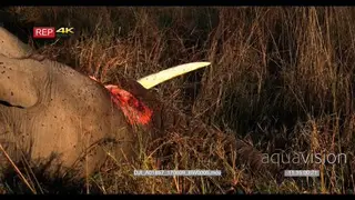 CU of elephant carcass