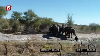 Elephant calf stuck in mud, Mother and herd rescue baby AmCam