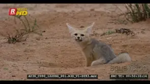 Juvenile cape fox sitting on the entrance of burrow looking inside burrow