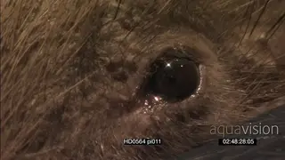 Cape Porcupine eye XCU