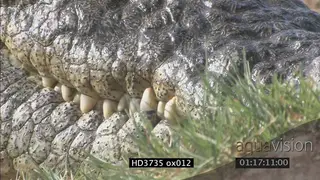 Crocodile emerges from water, lays on bank with other crocodiles