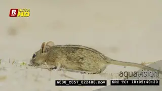 Four-striped grass mouse sniffing, looking around, feeding on grass and digging burrows.