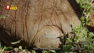 Close up of African Elephant feet.