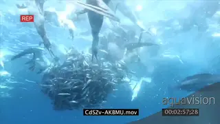 300 Sharks feeding on Sardine bait ball with Skipjack Tuna.