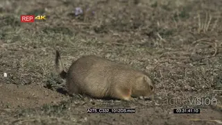 Prairie Dog eating and walking on prairie MLS