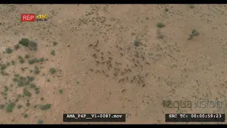 Aerial Drone Wildebeest herd running around general