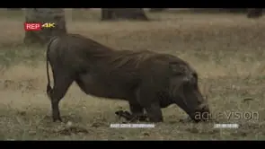Warthog standing on veld grazing