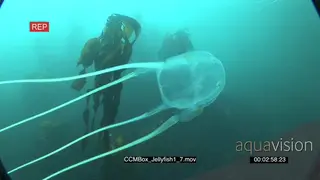 Box Jellyfish swimming underwater in ocean MLS PAN