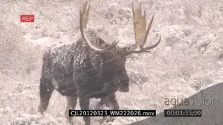 Moose walking on prairie during snowfall MLS PAN