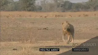 Male sub-adult Lion walking in bushveld towards and past camera with Pukus standing in.