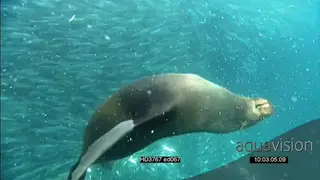 Cape fur seal feeding on sardine baitball