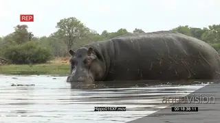 Bull hippo snorting and blowing air through nostrils PROFILE