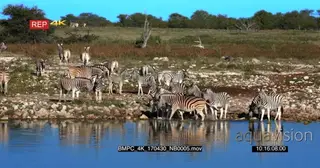 Zebra Dazzle drinking water some standing and walking on the riverbank
