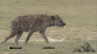 Spotted Hyena walking past Wildebeest herd grazing.