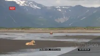 Wolf laying down, hunting salmon and looking around.