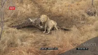 Lion Male walks towards Giraffe carcass HA MWS