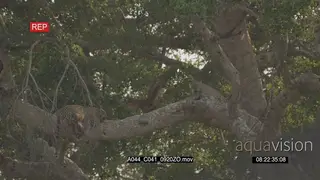 Leopards sleeping on tree and one moving LA 2S LWS