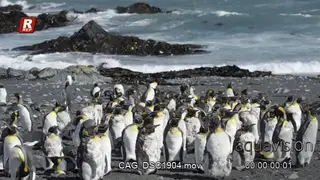 Colony of young molting King Penguin standing, looking around and preening themselves.