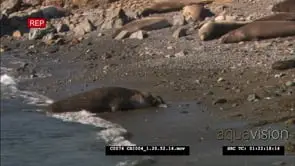 Elephant seal bull slowly crawling onto beach from ocean MWS