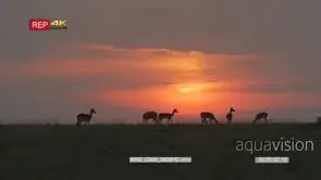 Impala herd grazing at sunset