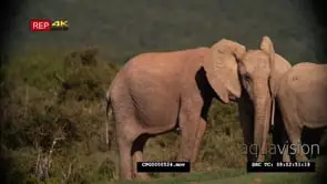 African Elephant Herd standing on the Grassland and 1 Marks Territory