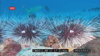 Sea Urchin vagrant slowly moving over ocean floor with Yellowfin goatfish Stingrays.