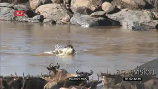 Nile Crocodile attack and catch kill Wildebeest crossing the Mara River AmCam