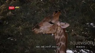 close up shot of the head of a giraffe chewing the leaves of a thorn tree