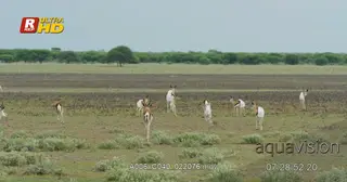 Herd of Springbok walking, looking around and performing pronk.