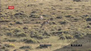 A pair of Pronghorn Antelopes one standing and looking around while the other one is.