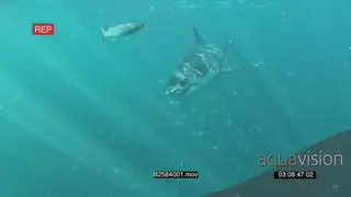 A Great white shark gently swimming underwater in ocean passing through school of Cape.