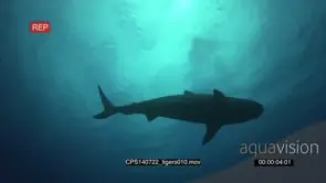 Tiger Shark swimming UW silhouetted in ocean passing by and over camera LA LS PAN