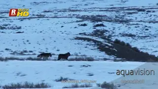A pair of Arctic wolf looking and running around while patrolling, guarding territory…