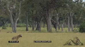 Lone Spotted Hyena Hunting and lays down on the grass GOOD LIGHT