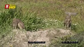 [3] Burrowing owls Standing looking around the field ALERT GENERAL BEHAVIOUR