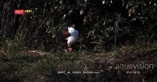 African Fish Eagle, feeding on fish