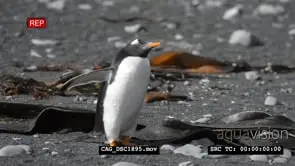 Gentoo penguins in Antarctica