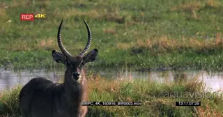 Waterbuck standing looking into camera on the khwaii riverbank with its beautiful uniform.