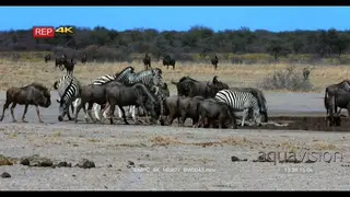 Camera pan across water hole with zebra and blue wildebeest herds drinking water.