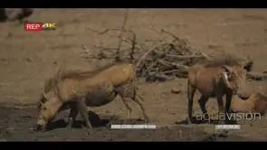 Warthogs standing drinking from waterhole and laying down on veld with Redbilled Oxpecker.