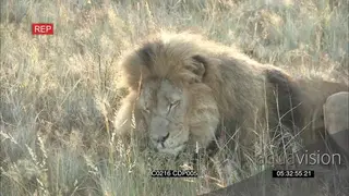 African Male Lion Sleeping and Resting on the grassland