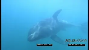 Great White Shark cage diving, shark swim past cage, CU MURKY