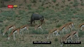 Springbok herd grazing with wildebeest mother and three foals in the background