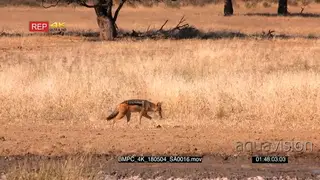Tracking side view shot of a black-backed jackal leaving the waterhole and trotting into.