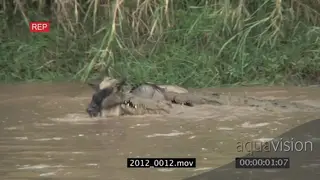 Blue Wildebeest caught by Nile Crocodile crossing Mara MS being submerged drowned MCU
