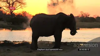 Herd of elephants dust bathing at sunset