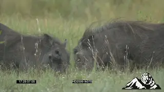 Warthogs walking, fighting and chasing GOOD LIGHT